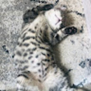 Meet your Posher, Ming